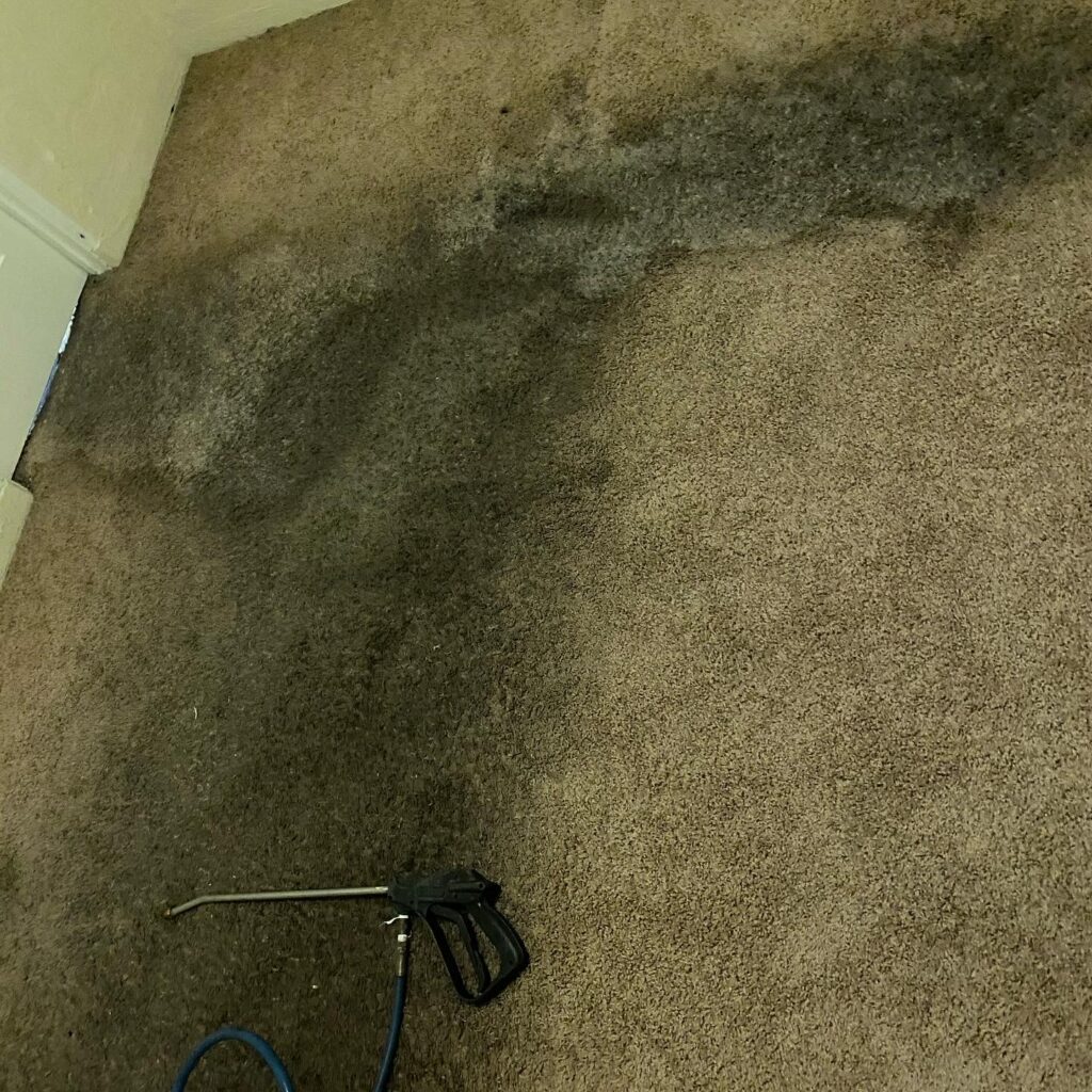 Professional Carpet Dyeing